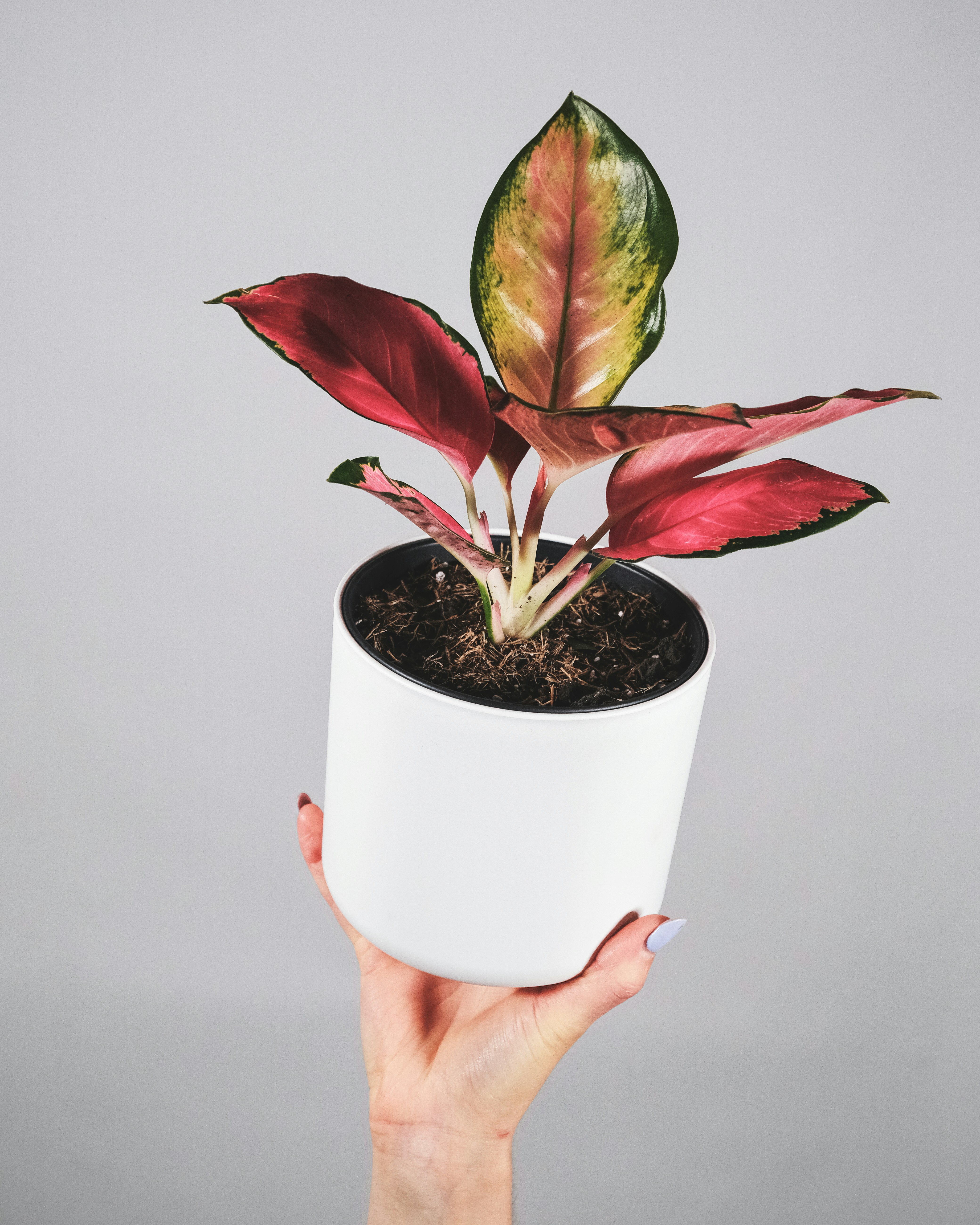 person holding white ceramic pot with green plant